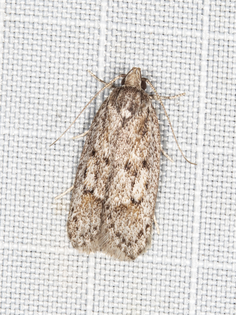 Acantholena siccella