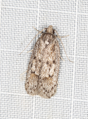 Acantholena siccella