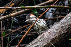 Dryobates lignarius