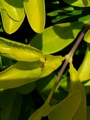 Dorymyrmex bureni