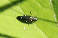 Agrilus biguttatus