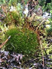 Tetraplodon mnioides