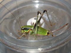 Eupholidoptera megastyla