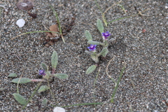 Anchusa aggregata