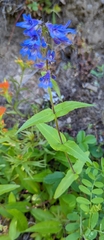Penstemon ovatus