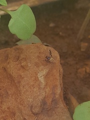 Actocetor indicus