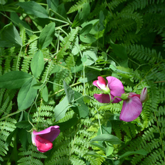 Lathyrus grandiflorus