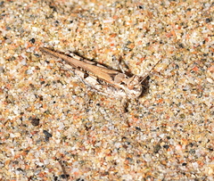 Acrotylus longipes