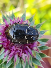 Protaetia brevitarsis