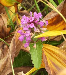 Betonica hirsuta