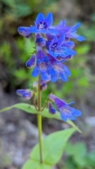 Penstemon ovatus