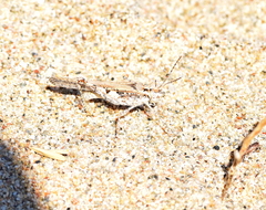 Acrotylus longipes