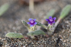 Anchusa aggregata