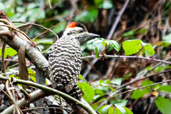 Dryobates lignarius