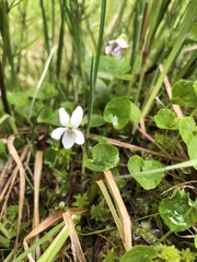 Viola epipsiloides