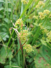 Alchemilla sarmatica