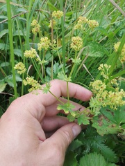 Alchemilla sarmatica
