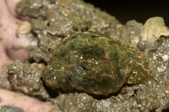 Bursatella leachii