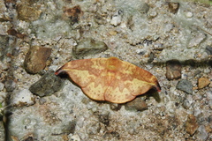 Geometridae