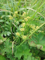 Alchemilla sarmatica
