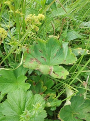 Alchemilla sarmatica
