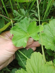 Alchemilla sarmatica