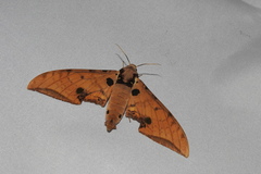 Ambulyx ochracea