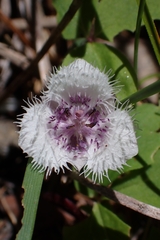 Calochortus elegans nanus