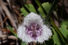 Calochortus elegans nanus