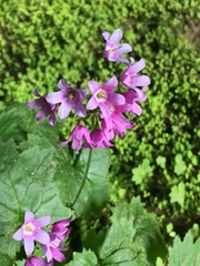 Primula matthioli