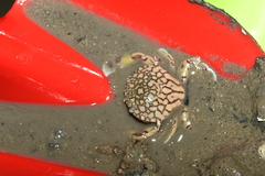 Matuta
