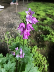 Primula matthioli
