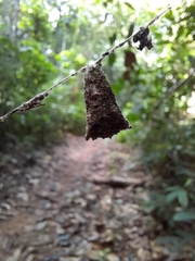 Micrepeira