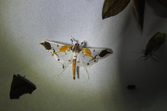 Polythlipta