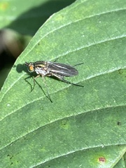 Dolichopus ungulatus