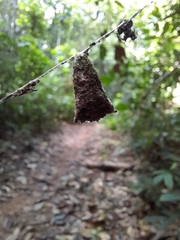 Micrepeira
