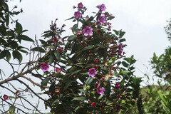 Andesanthus
