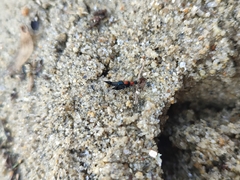 Paederidus ruficollis