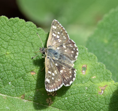 Muschampia tessellum