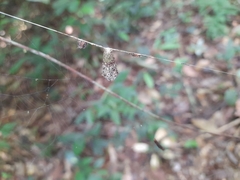 Micrepeira