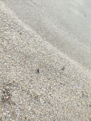 Paederidus ruficollis