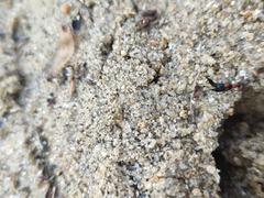 Paederidus ruficollis