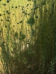 Linaceae