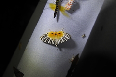 Dichocrocis zebralis