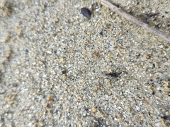 Paederidus ruficollis