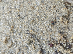 Paederidus ruficollis