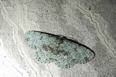 Ophthalmitis