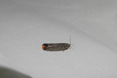 Lepidoptera