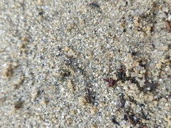 Paederidus ruficollis