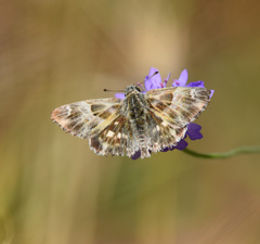 Muschampia floccifera
